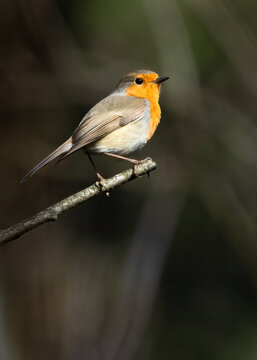 European robin