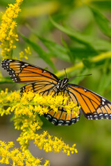 Fototapeta premium Viceroy Butterfly Feeding on Nectar From Yellow Flower Bloom