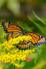 Obraz premium Viceroy Butterfly Feeding on Nectar From Yellow Flower Bloom