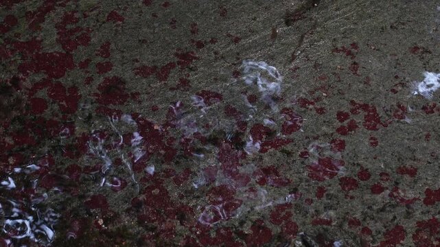 Play of light over red algae colonies on wet rock surface in a mountain stream