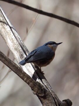 Eurasian nuthatch (Sitta europaea) perched on a tree branch in a natural woodland environment.