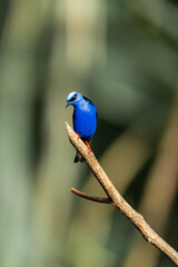 Fototapeta premium Vibrant blue songbird perched on a slender diagonal branch with soft green bokeh background, nature portrait of a small tropical bird