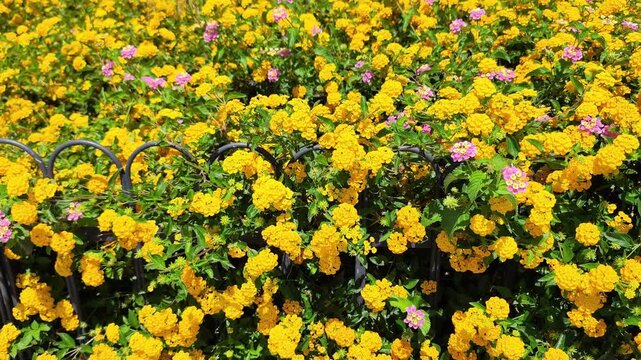 Commona lantana: a species of flowering plant, its botanical name is Lantana camara.