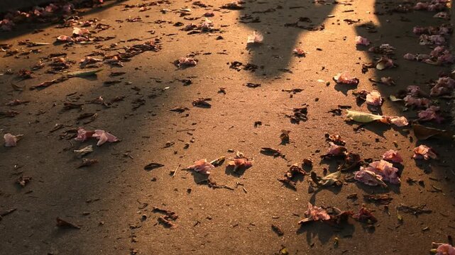 two shadows of people together walk away on path with fallen flowers during golden hour, silhouette of couple walking slowly away on pavement scattered with falling pink flowers in warm sunset