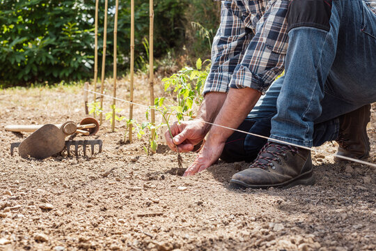 Close up of farmer's hands planting tomato seedling in soil in organic field. Garden work in spring. Traditional agriculture.