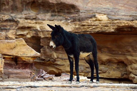 Triste mula negra en Petra, Jordania, Oriente Medio