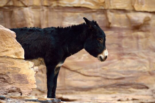 Triste mula negra en Petra, Jordania, Oriente Medio