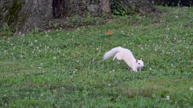 An albino eastern gray squirrel in a park in Olney, Illinois, a small town in southeastern Illinois known for its population of white squirrels.