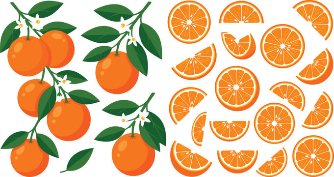Fresh orange fruit vector illustrations bundle with whole branch leaves flowers and juicy citrus slices set