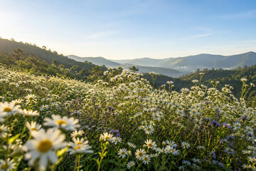 Obraz premium Blooming white wildflowers covering hillside meadow in highlands during golden morning light
