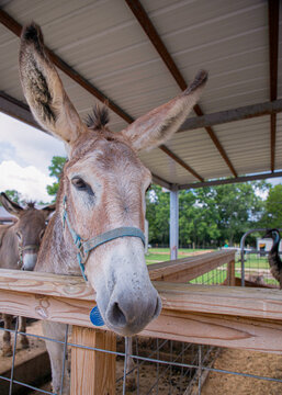 donkey in stable