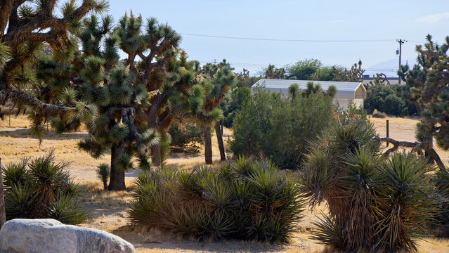 Mojave desert rural landscape near Joshua Tree with yucca trees, green desert bushes, and a metal shed structure in the background.