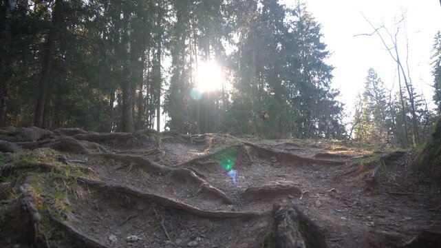 A man walks on a rugged path surrounded by tall trees. The sun shines brightly in the background as the man navigates the uneven ground.