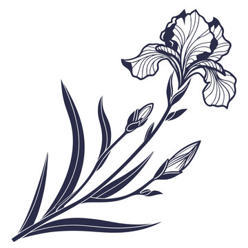 iris botanical illustration silhouette on white background