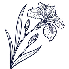 Obraz premium iris botanical illustration vector