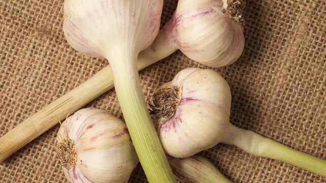 Fresh garlic bulbs with stems rotating on burlap
