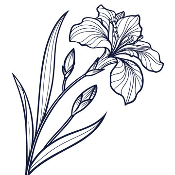 iris botanical illustration vector