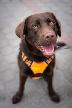 Happy Chocolate Labrador Retriever wearing orange harness