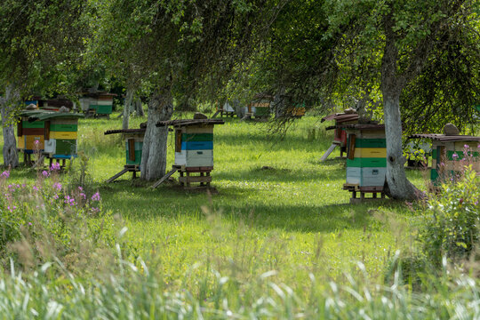 Beehives in traditional orchard surrounded by summer greenery