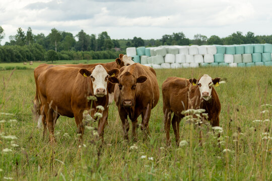 Brown and white cattle grazing near stacked silage bales