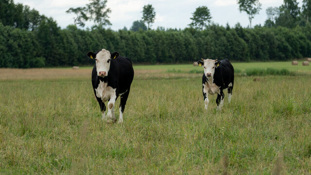 Black and white cattle standing in open pasture