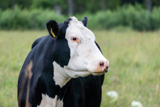 Black and white beef cow standing in green pasture