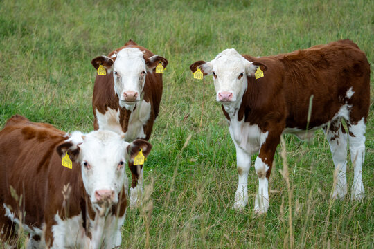Three Hereford calves standing in summer pasture