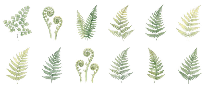 Green fern leaves watercolor set isolated on black background featuring botanical plant foliage fronds and fiddleheads for tropical nature design patterns, forest greenery, and botanical art elements.