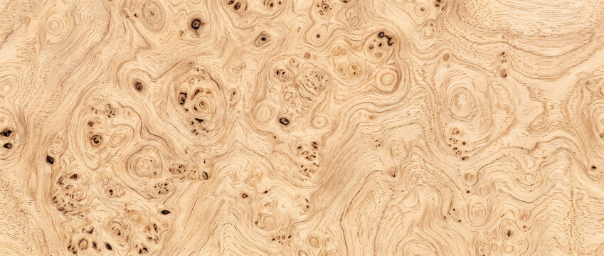 Natural light burl wood texture background with organic swirling grain pattern and knots
