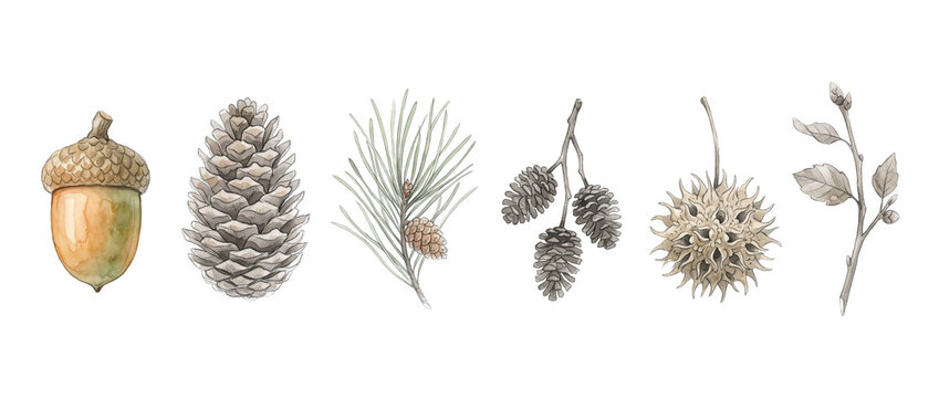 Pinecone Acorn Forest Botanical Illustration set with pine needles, tree seeds, and autumn twigs isolated on black background for seasonal fall decoration, nature craft patterns, and woodland design.