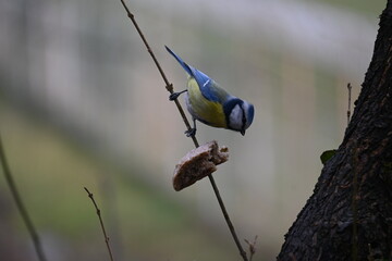 Eurasian blue tit Cyanistes caeruleus perched on a twig by the food in winter. Small colorful songbird on a branch in natural environment. © Ljiljana