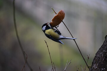  Great tit Parus major hanging on a twig and feeding on food in winter. Small colorful songbird on a branch in natural wildlife environment. © Ljiljana