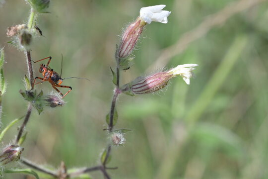  Assassin bug Rhynocoris iracundus on white wildflower stems. Red and black predatory insect on field blossoms in a summer meadow background.
