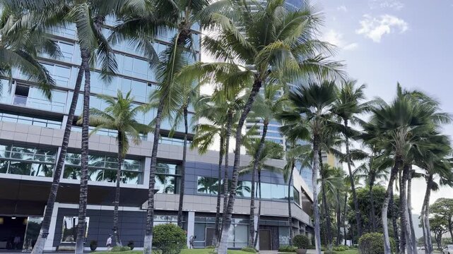 Coconut palm trees with the apartment or hotel building. Cocos nucifera is a member of the palm family (Arecaceae) and the only living species of the genus Cocos. Waikiki, Honolulu, Oahu, Hawaii