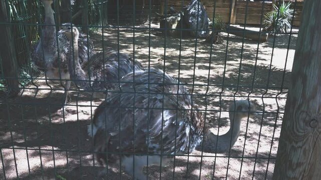 A group of ostriches are strolling behind a fence