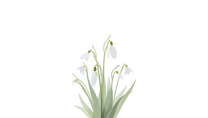 Fototapeta premium The image shows a digital illustration of snowdrops (Galanthus) featuring delicate, drooping white bell-shaped blossoms and slender green leaves