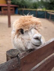 Close-up portrait of a fluffy white alpaca with soft fleece and expressive face. Friendly farm animal in a petting zoo. © Mariia