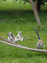 Fototapeta premium Ring Tailed Lemur Family Sitting on Grass