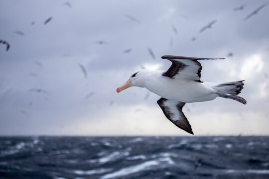 Black browed albatross gliding low over a stormy ocean