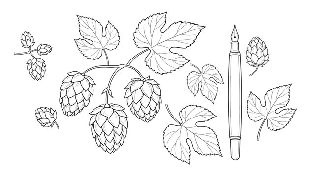 Detailed hand drawn botanical illustration of hop cones, branches, and textured leaves next to a fountain pen.