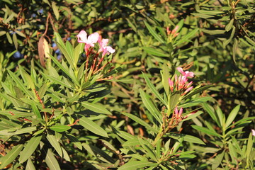 Fototapeta premium Pink oleander flowers blooming amidst green leaves in sunlight 
