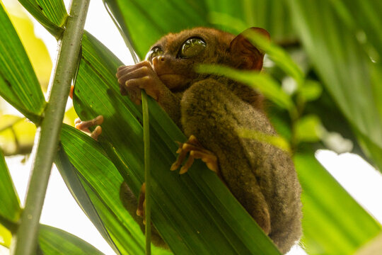 Philippine tarsier gripping a stem with its long fingers