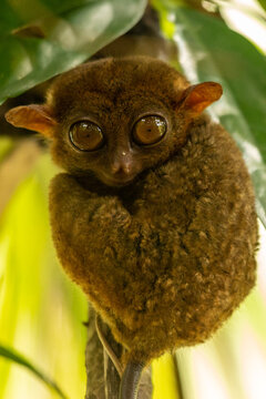 Philippine tarsier looking straight at the camera with huge round eyes