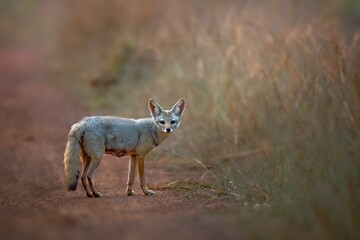 Obraz premium The Bengal fox, also known as the Indian fox, is a fox endemic to the Indian subcontinent from the Himalayan foothills and Terai of Nepal through southern India.