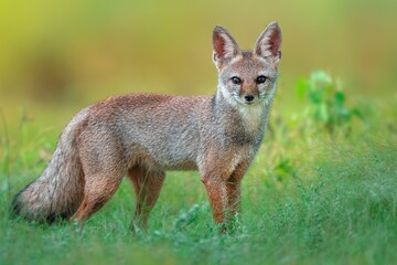 Obraz premium The Bengal fox, also known as the Indian fox, is a fox endemic to the Indian subcontinent from the Himalayan foothills and Terai of Nepal through southern India.
