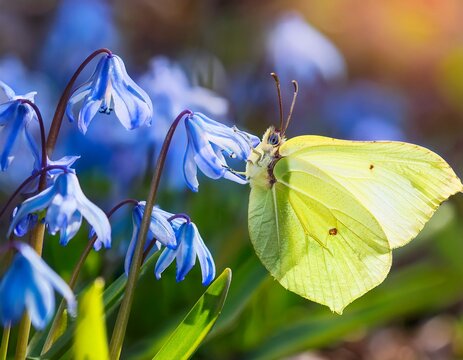 brimstone butterfly flying towards a blue squill flower in spring