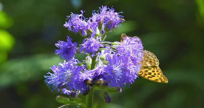 Macro - A bumblebee and a butterfly on a lilac flower