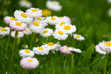 Fototapeta premium a field of daisies with a field of white flowers.