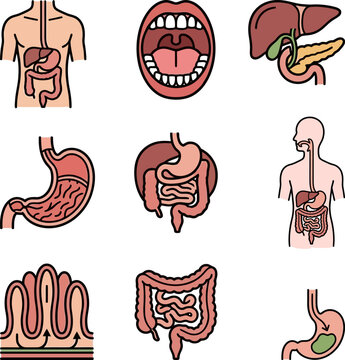 Healthy digestive system anatomy vektor illustration