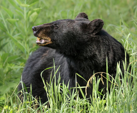 Gorgeous Mother Black Bear Shiny Coat Sniffing the Air Meadow Field